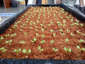 Ilustrasi proses pengeringan cocofiber secara alami sebagai bagian dari cara mengolah cocofiber agar siap digunakan atau dikemas.