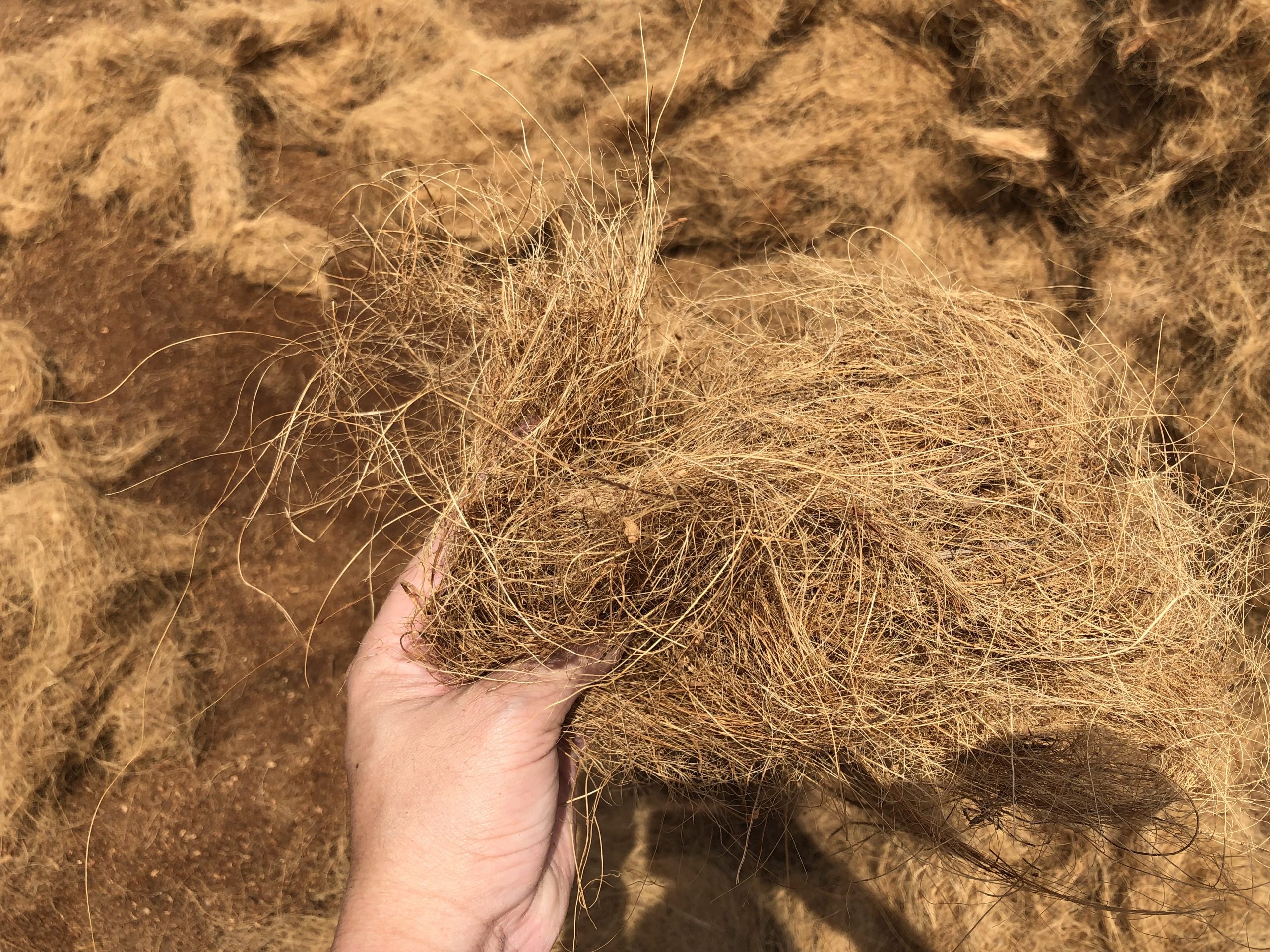 Langkah-langkah pengolahan cocofiber, dimulai dengan mempersiapkan sabut kelapa segar yang dibasahi, kemudian dimasukkan ke mesin pengurai untuk memisahkan serat dan cocopeat. Proses dilanjutkan dengan pengeringan, pembalikan serat untuk meratakan pengeringan, dan pemadatan cocofiber menjadi bal. Cocofiber kemudian disimpan di tempat kering dan siap untuk dipasarkan atau diekspor.