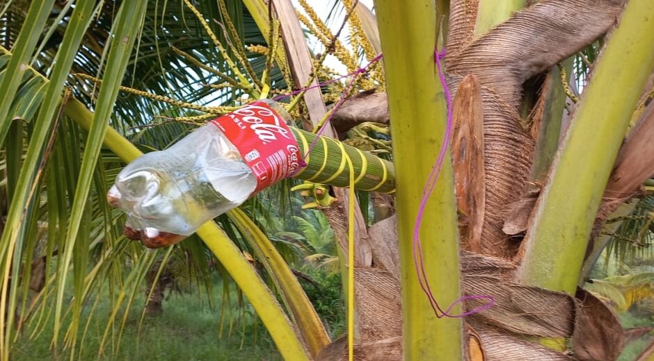 Cara Membuat Gula Kelapa