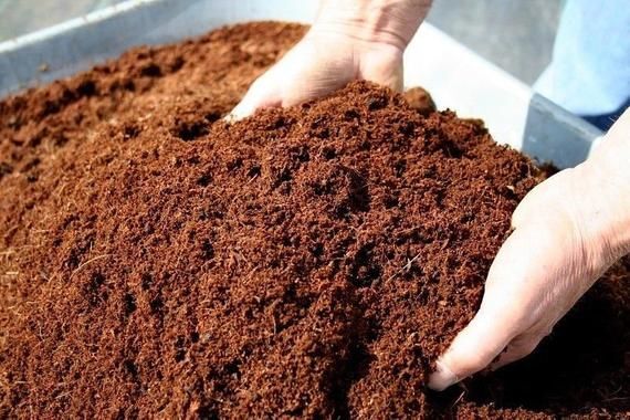 Cocopeat