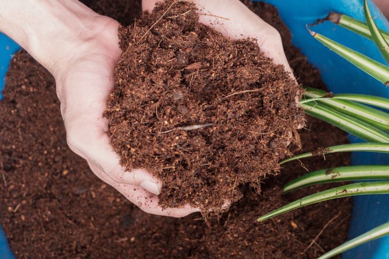 Peluang Bisnis Cocopeat sebagai Media Tanam Masa Kini