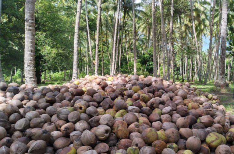 Cara Usaha Kelapa Tua Bernilai Jual Tinggi