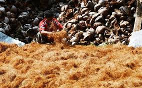 cocopeat dan cocofiber
