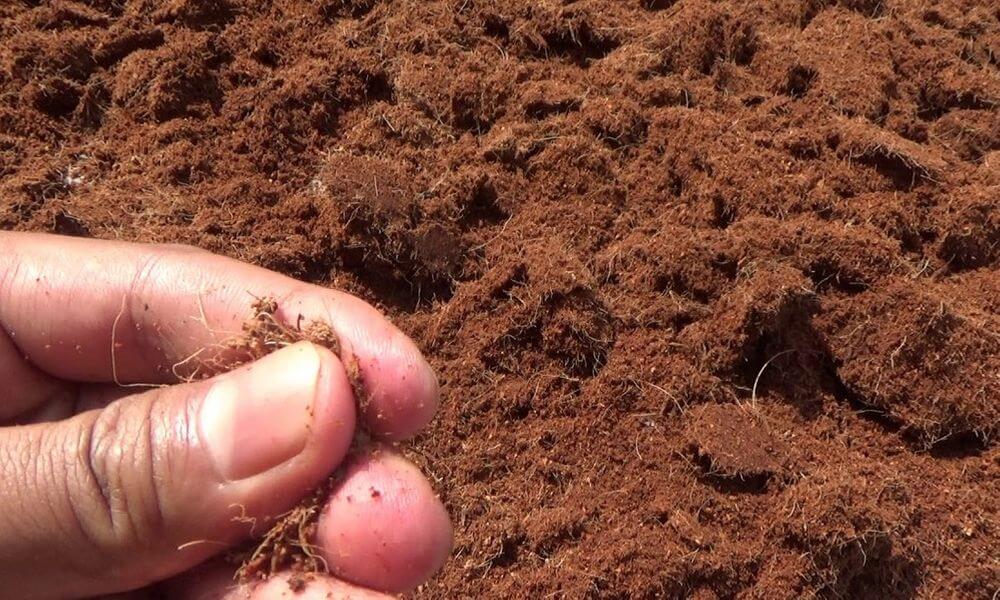 Cocopeat