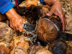 cara mencungkil daging kelapa
